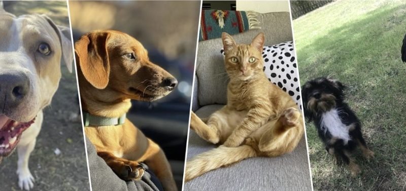 Houston City Council Approves Nearly $975,000 in Funding for Pet Spaying and Neutering Programs