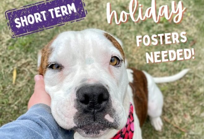 BARC Animal Shelter at Full Capacity, Asking for Short Term Fosters