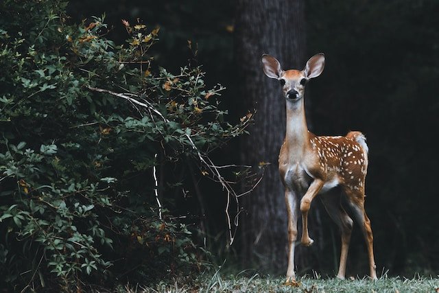 Chronic Wasting Disease Detected in Coleman County, West Texas Chronic Wasting Disease Detected in Coleman County, West Texas