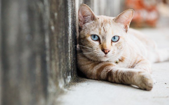 Texas Launches $13M Pilot Program to Curb Stray Animal Population