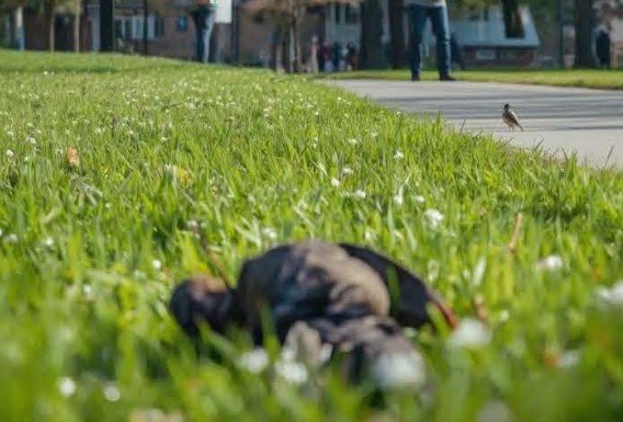 Galveston County Reports Avian Influenza in Local Birds, Cat Owners Urged to Exercise Caution