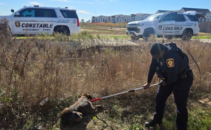 Man Killed in Dog Attack on Mason Creek Hike and Bike Trail in Katy
