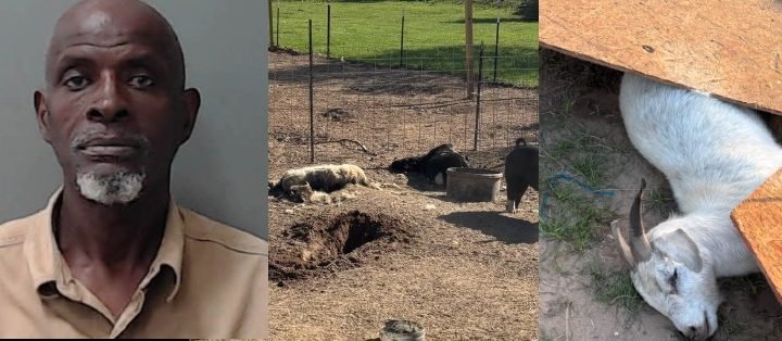 Waller County Man Arrested After Animal Cruelty Investigation Leaves Two Calves Dead