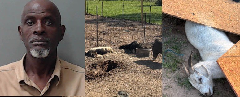 Waller County Man Arrested After Animal Cruelty Investigation Leaves Two Calves Dead